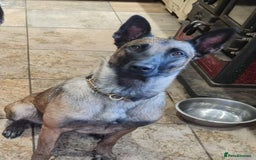 Belgian Shepherd Dog dogs for adoption: Newt is looking for her forever home! - Image 1