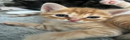Mixed Breed cats for sale: Gorgeous kittens looking for homes - Advert 1