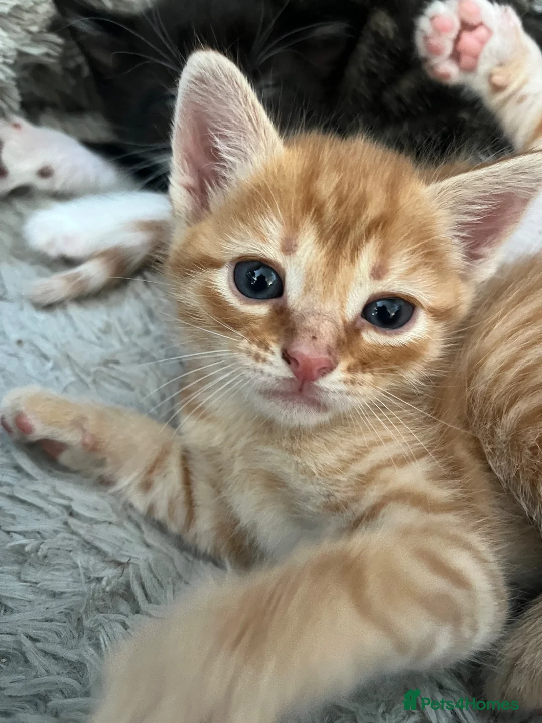 Mixed Breed cats for sale: Gorgeous kittens looking for homes - Advert 1