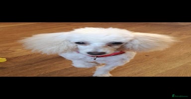 Toy Poodle dogs - Advert 1