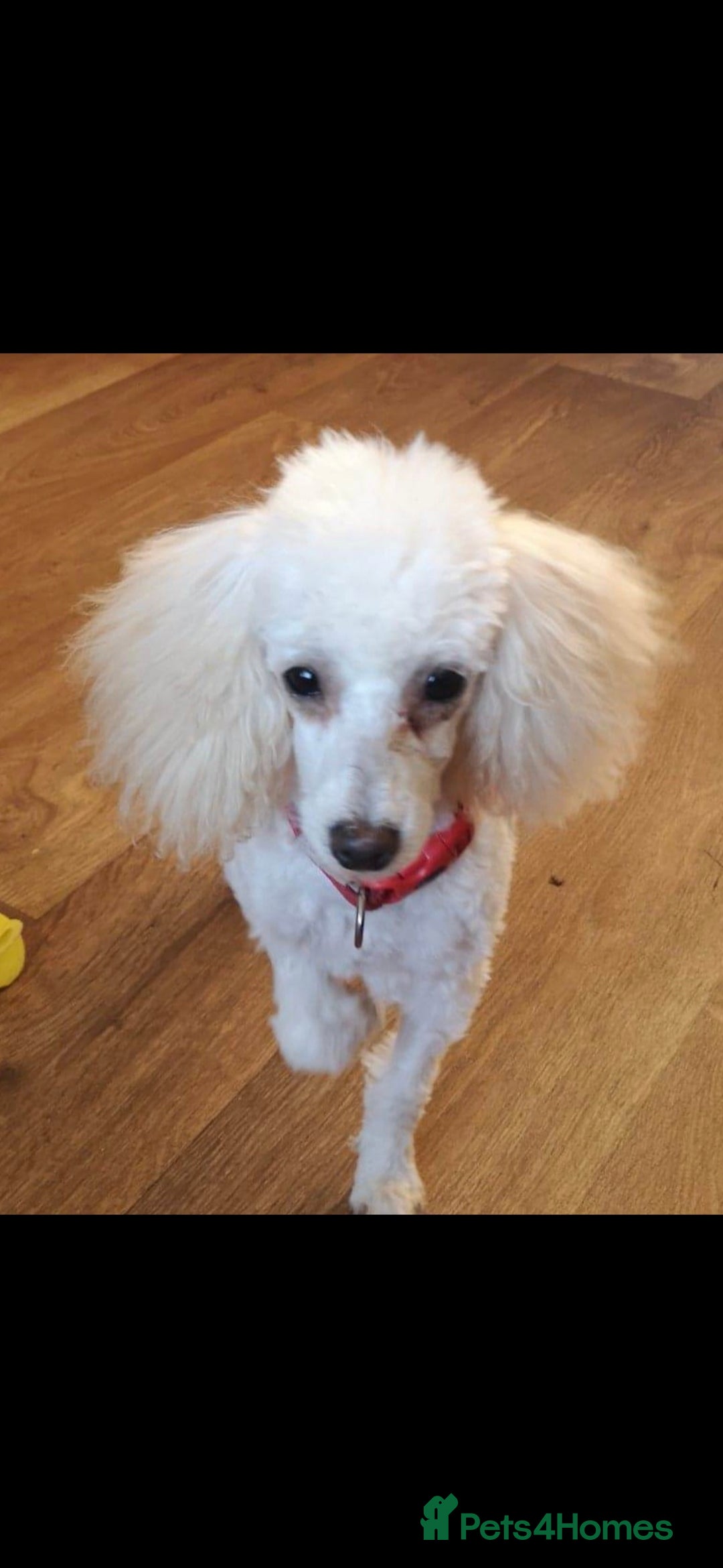 Toy Poodle dogs for sale: Stunning KC reg toy poodle puppies - Image 4