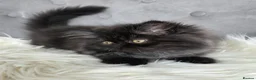 Persian cats for sale: Persian Kittens - Advert 4