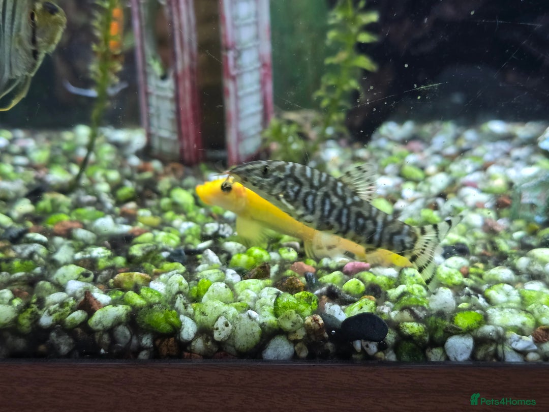 Angelfish fish for sale: All fish 100£ - Image 13