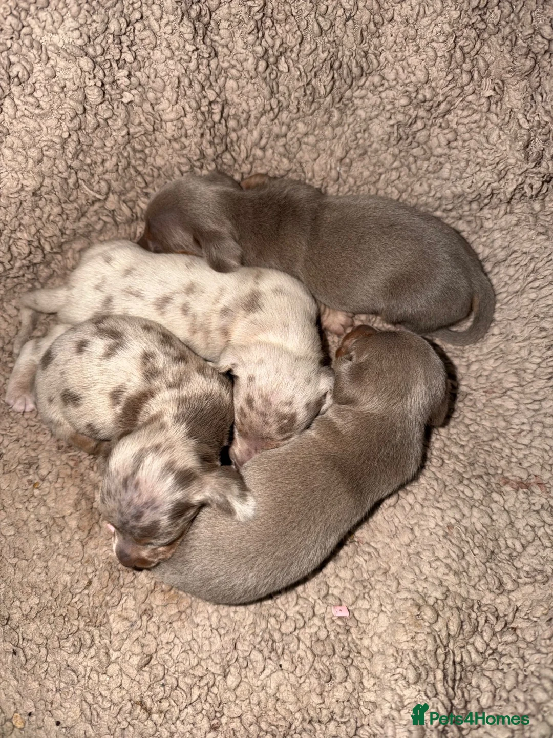 Miniature Dachshund dogs for sale: Beautiful Miniature Dachshund Girls in Liverpool - Advert 2