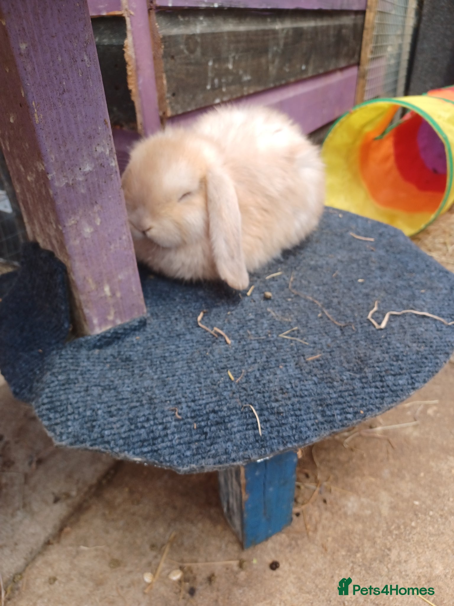 Mixed Breed rabbits Male and female lop ready now  - Advert 8