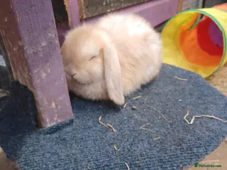 Mixed Breed rabbits Male and female lop ready now - Advert 8