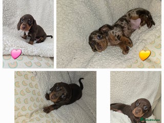 Miniature Dachshund dogs for sale in Egham - Advert 1