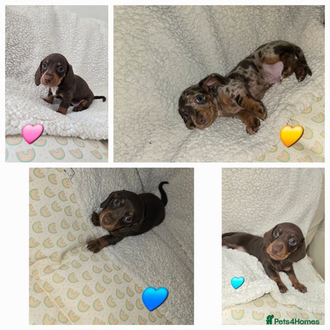 Miniature Dachshund dogs in Egham - Advert 1