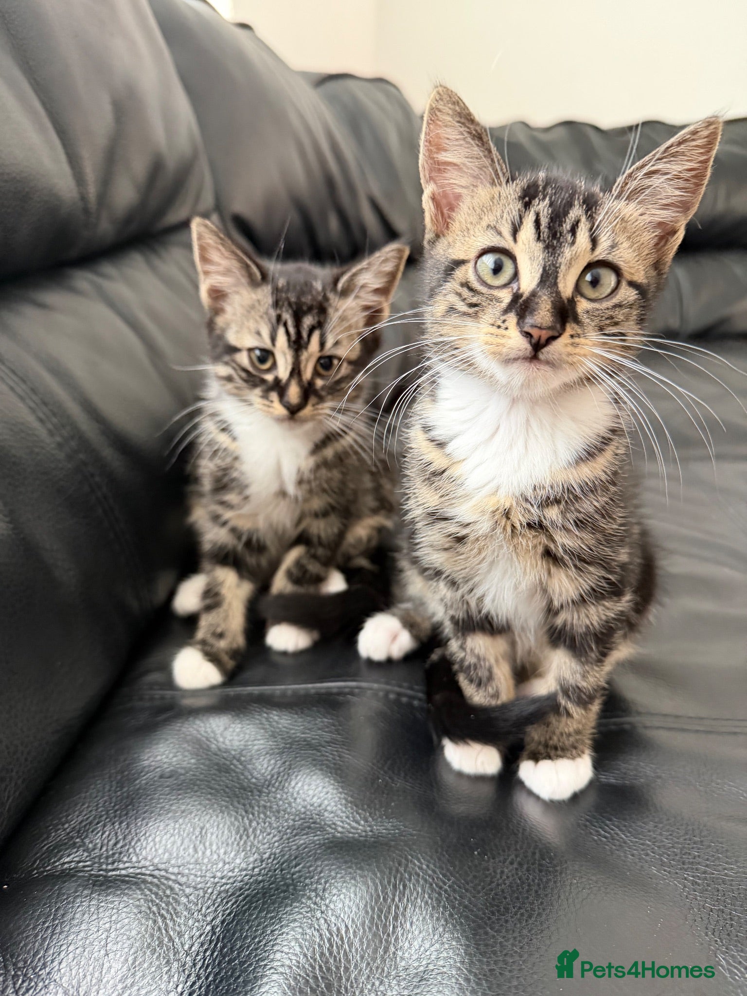 Mixed Breed cats 2 beautiful boys must be homed together  - Advert 16