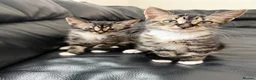 Mixed Breed cats for sale: 2 beautiful boys must be homed together  - Advert 3