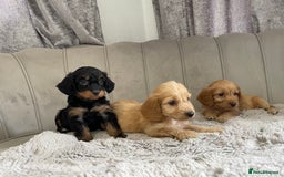 Cockapoo dogs for sale: Cockapoo puppy’s ready Wednesday  - Image 11