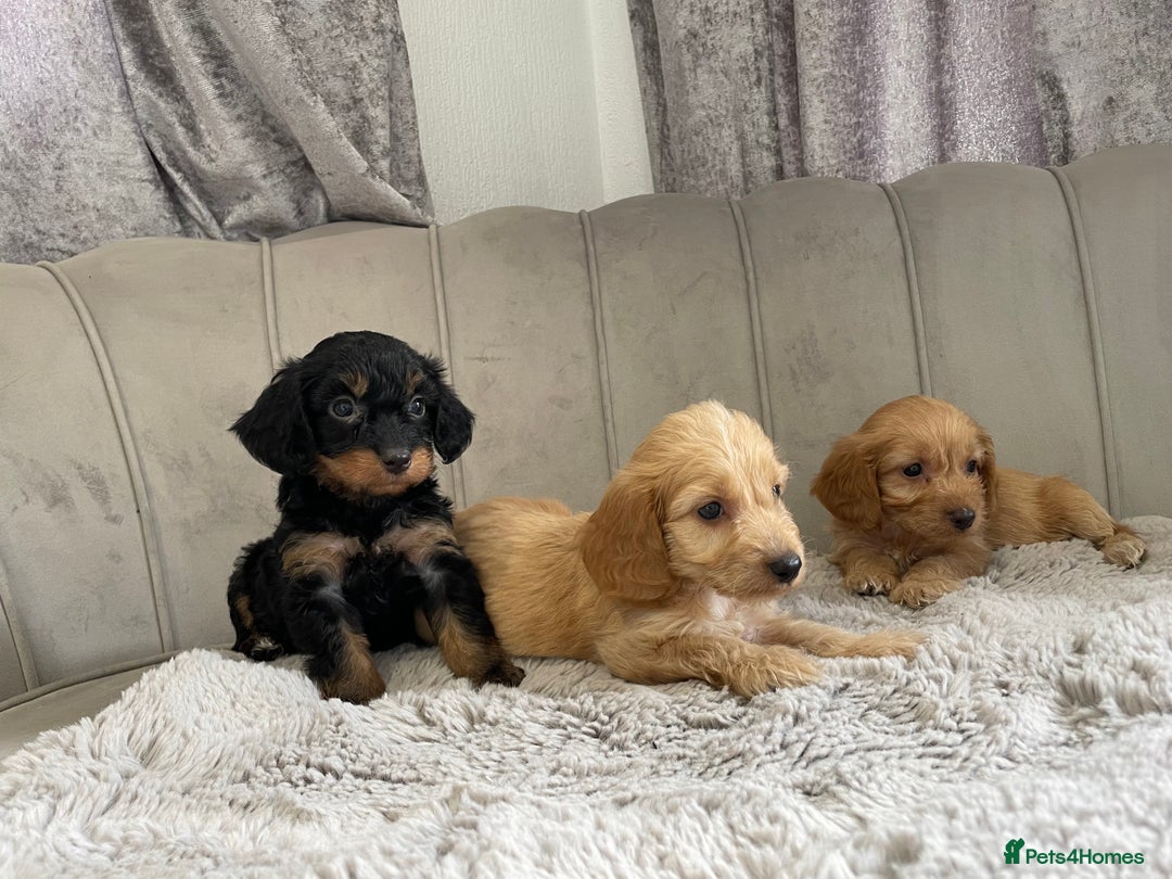 Cockapoo dogs for sale: Cockapoo puppy’s ready Wednesday  - Image 11