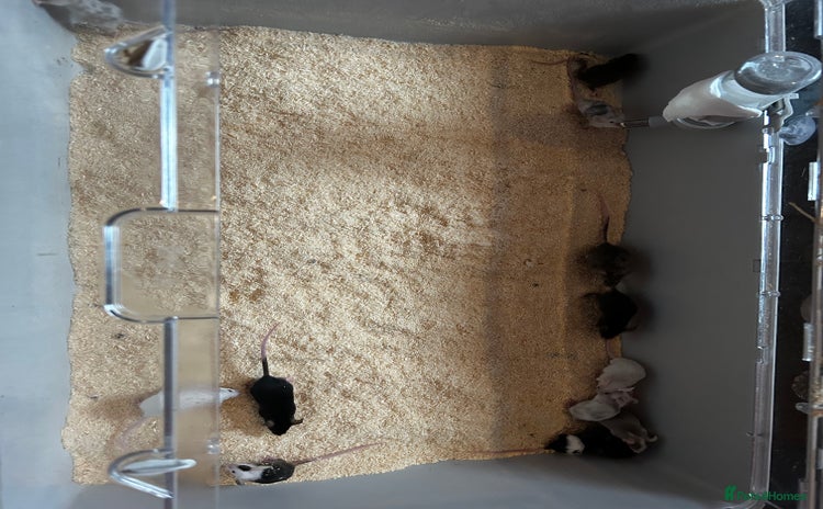 Mouse rodents - Advert 1
