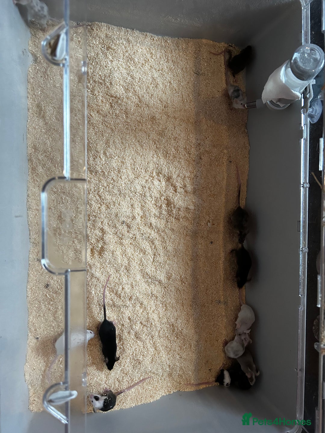 Mouse rodents for sale: Baby mice for pets not food  - Image 1