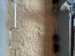 Mouse rodents - Advert 8