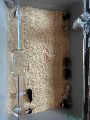 Mouse rodents - Advert 1