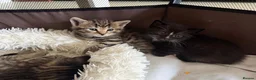 Mixed Breed cats for sale: Beautiful tabby kittens - Advert 17