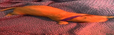 Purple male 