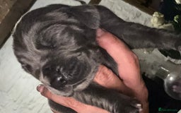 Great Dane dogs for sale: Stunning Great Dane Puppies  - Image 4