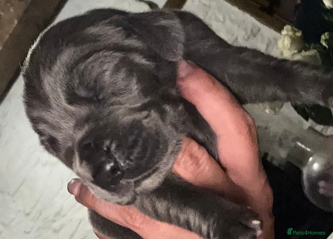 Great Dane dogs for sale: Stunning Great Dane Puppies  - Image 4