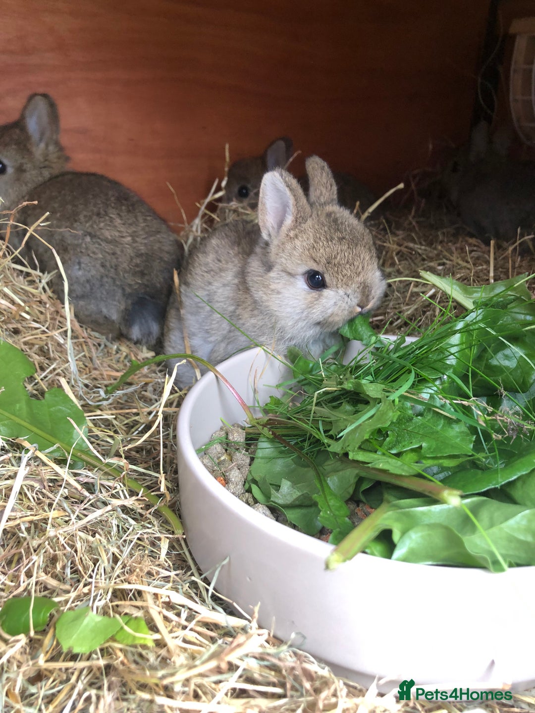 Netherland Dwarf rabbits for sale: 5 netherland dwarf bunnies - Image 2