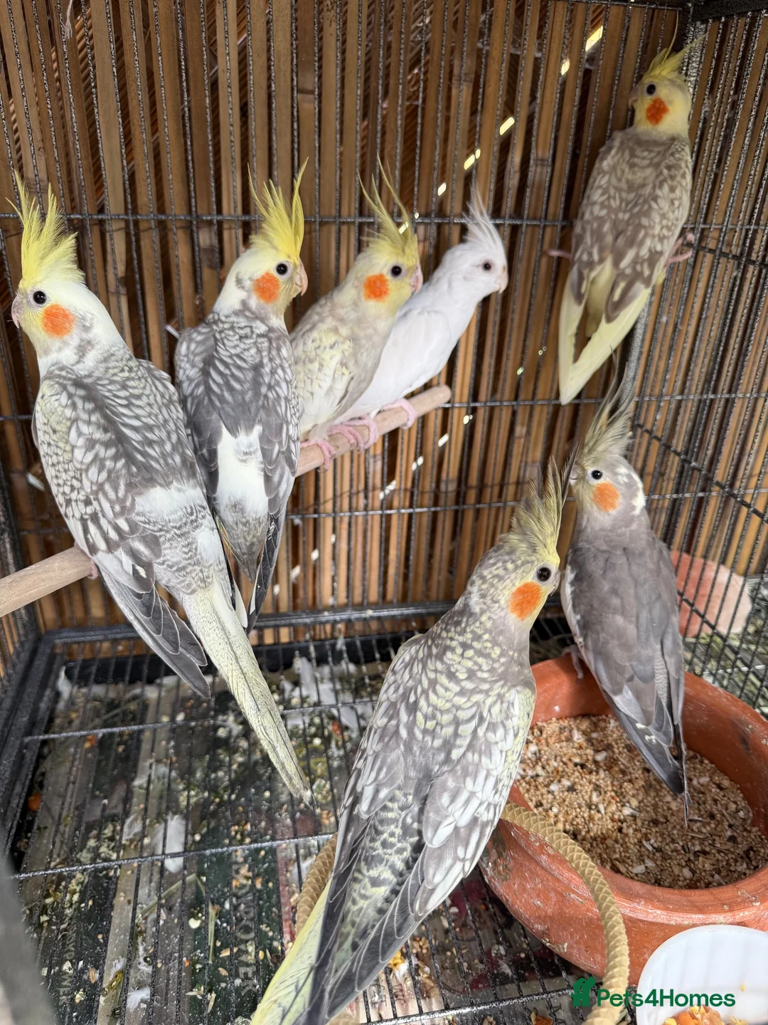Cockatiels birds for sale: Cockatiels / White Albino Cockatiel female. - Advert 4