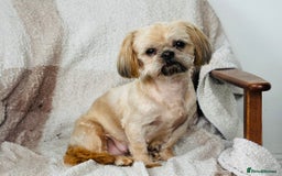 Shih Tzu dogs for sale: Handsome shih tzu boy puppies  - Image 2