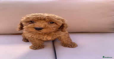 Cockapoo dogs - Advert 16