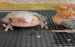 Parrots birds for sale: Yellow thighed caques  - Image 1