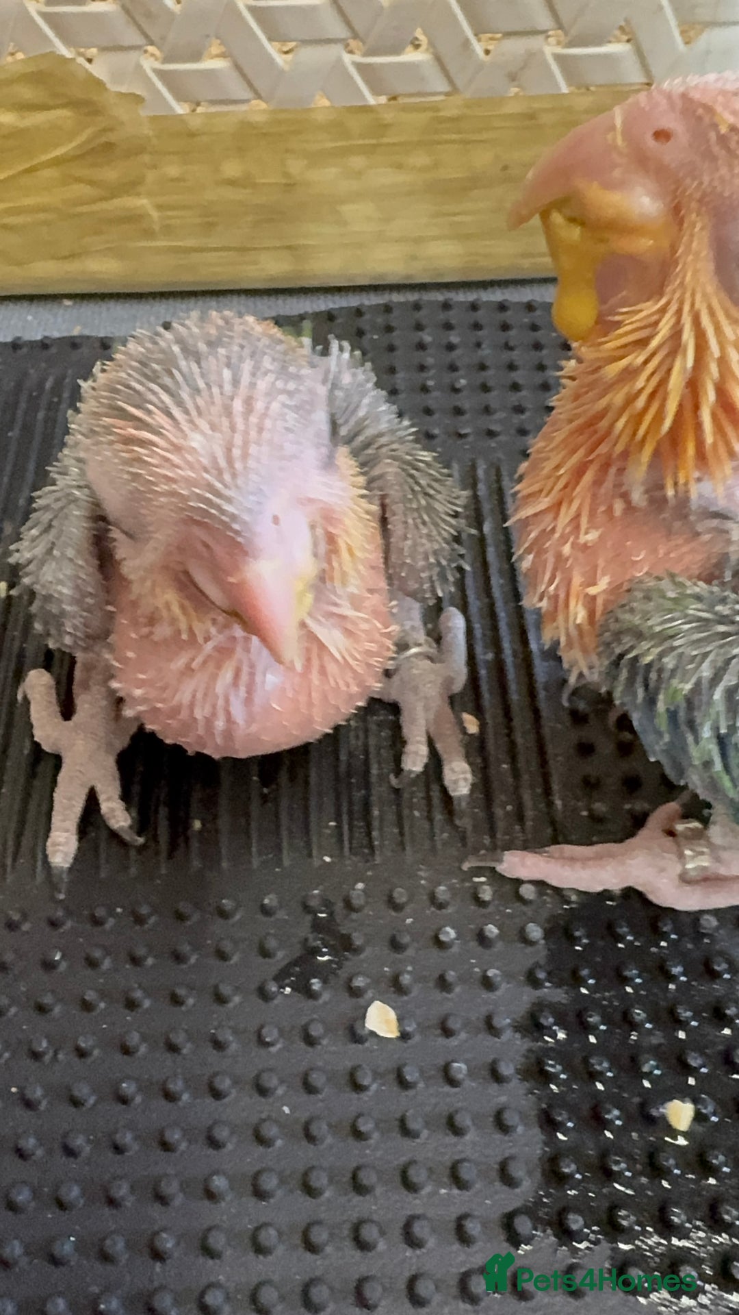 Parrots birds for sale: Yellow thighed caques  - Image 1