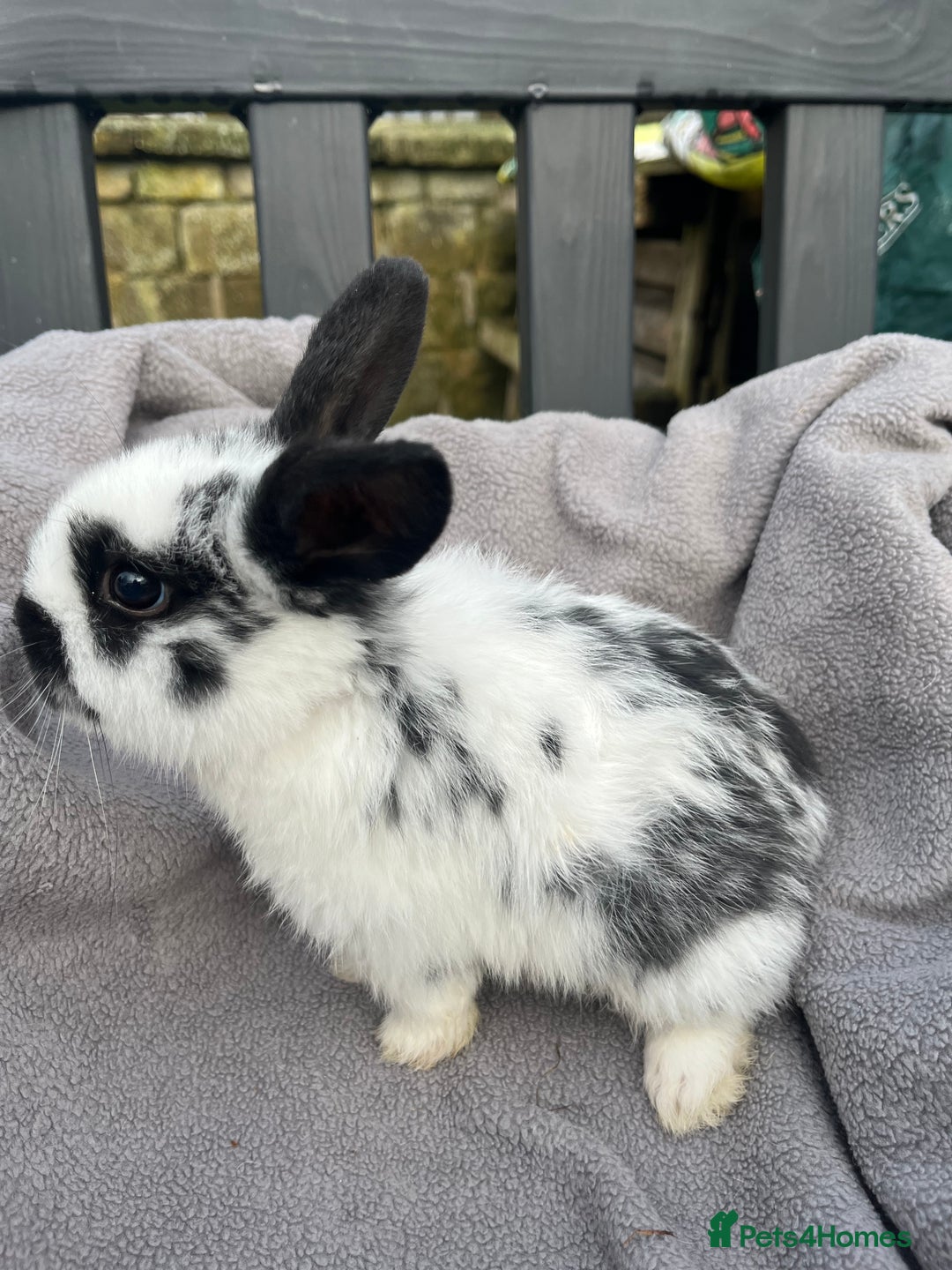 Mini Lop rabbits for sale:  Beautiful mini lops - Advert 14