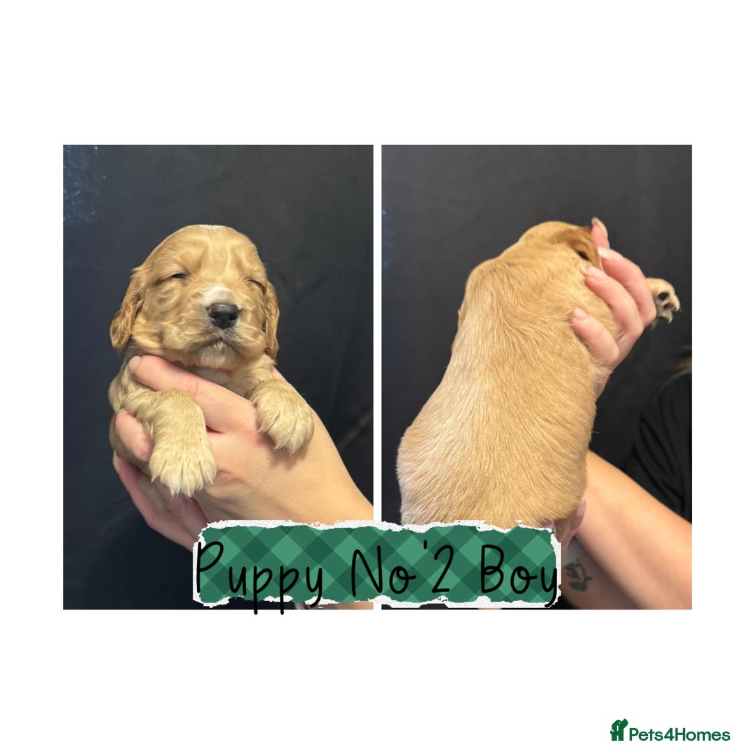Cocker Spaniel dogs for sale: Cocker Spaniel Puppies - Image 2