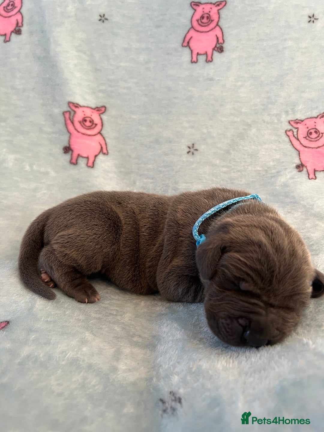 Great Dane dogs for sale: Great Dane puppies - Image 26