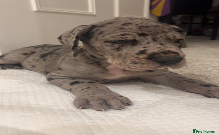 Great Dane dogs Purebred Great Dane Puppies – European Bloodline  - Advert 5