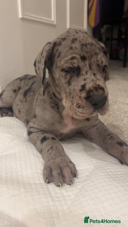 Great Dane dogs Purebred Great Dane Puppies – European Bloodline - Advert 5