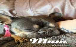 French Bulldog dogs for sale: 7 beautiful French bulldog  - Image 9