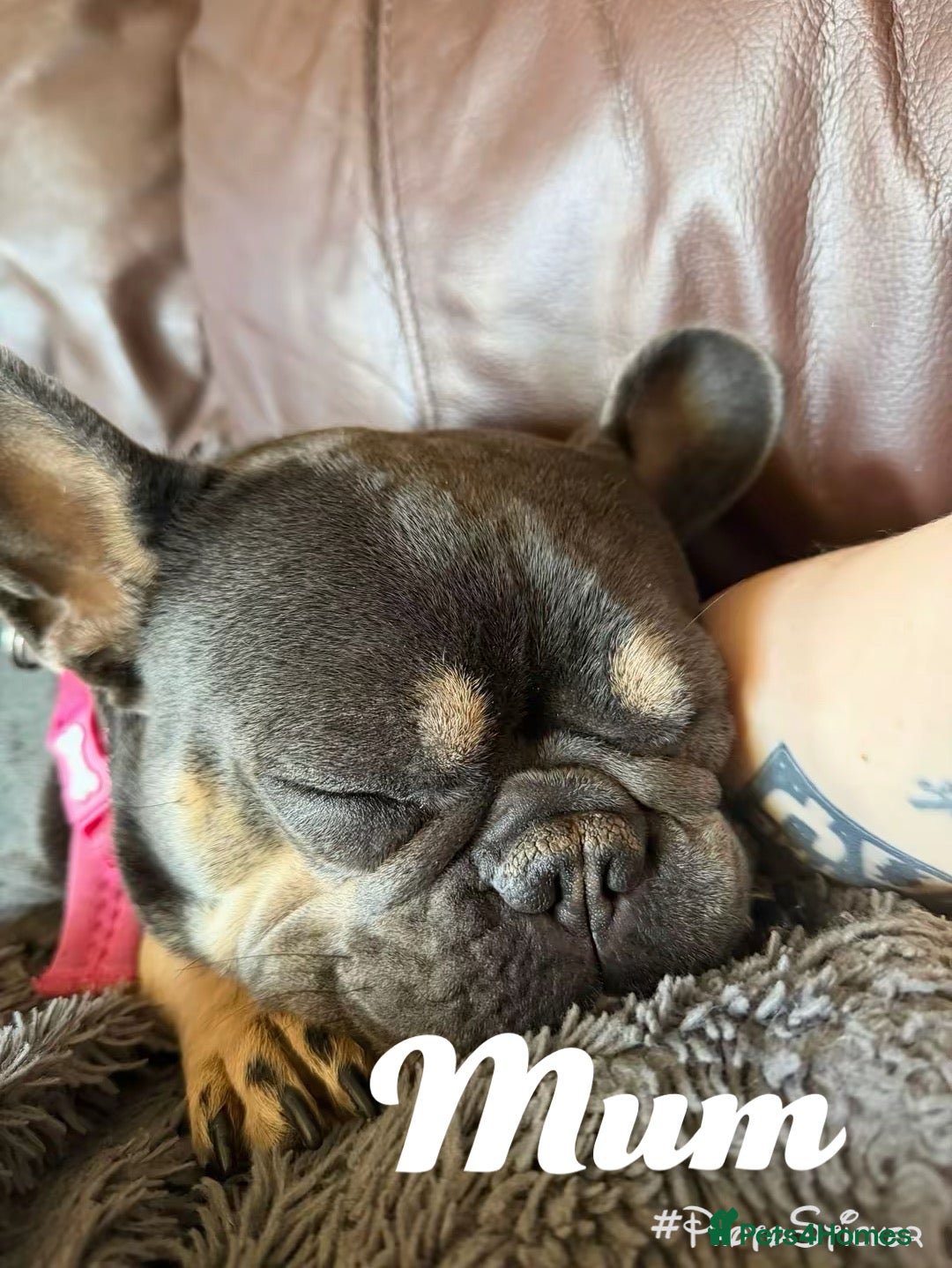 French Bulldog dogs for sale: 7 beautiful French bulldog  - Image 9