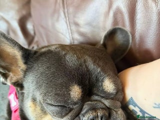 French Bulldog dogs UPDATE 5 beautiful French bulldog left - Advert 14