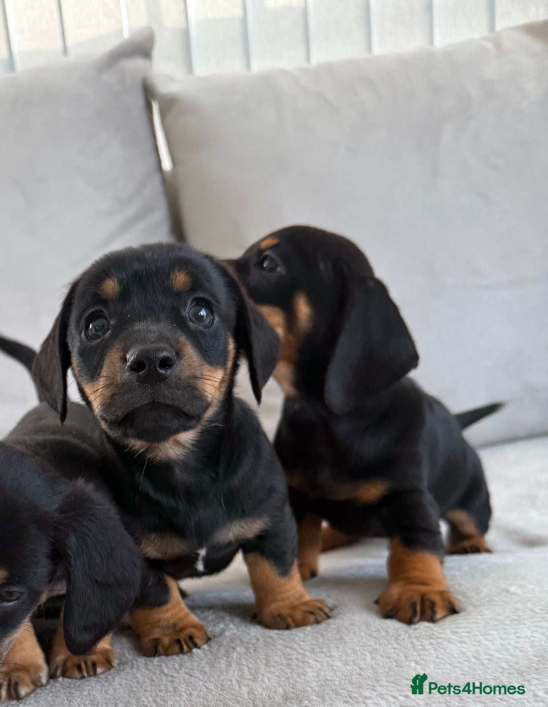 Mixed Breed dogs for sale: Beautiful Jackadac puppy’s ❤️ - Image 10