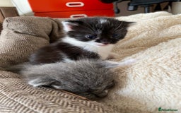 Mixed Breed cats for sale: beautiful kittens - Image 22