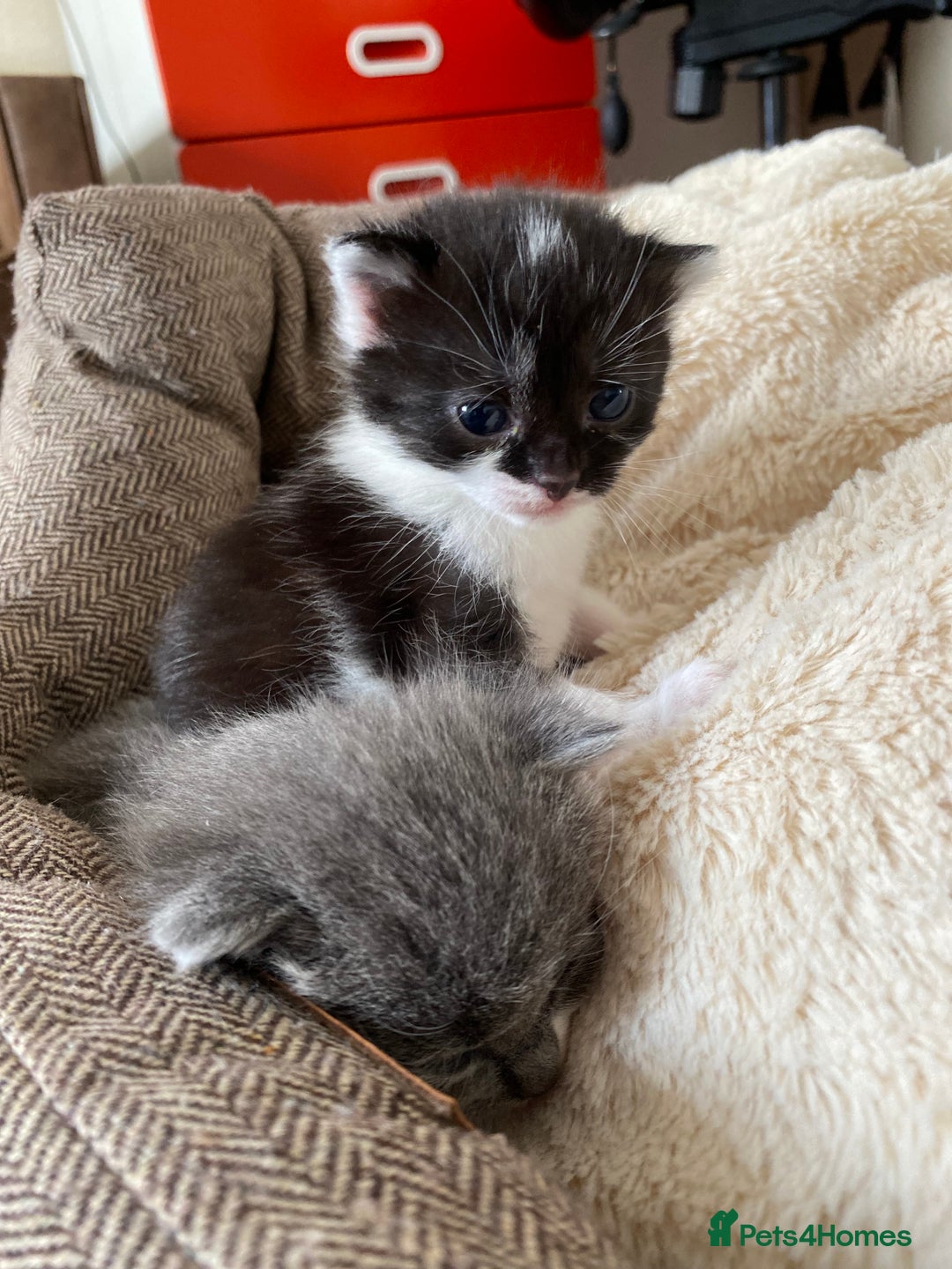 Mixed Breed cats for sale: beautiful kittens - Image 22