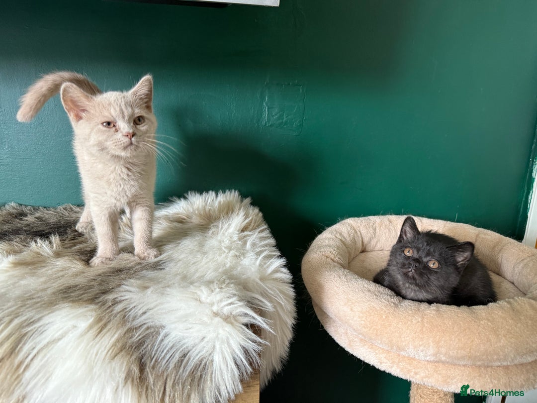 British Shorthair cats for sale: 12 week old Bsh males fawn and black  in Derby - Image 10