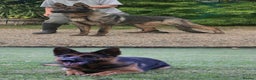 German Shepherd dogs for sale: Male german shepherd - Advert 6