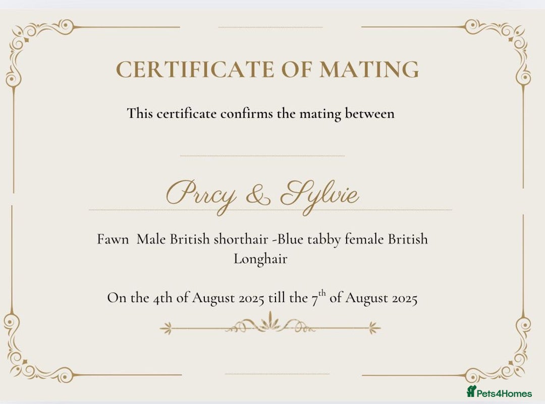 British Longhair cats for sale: Ready to go amazing kitties  - Advert 24