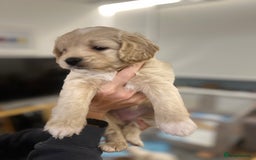 Mixed Breed dogs for sale: Tiboodle Puppies – Toy Poodle x Tibetan Terrier - Image 18