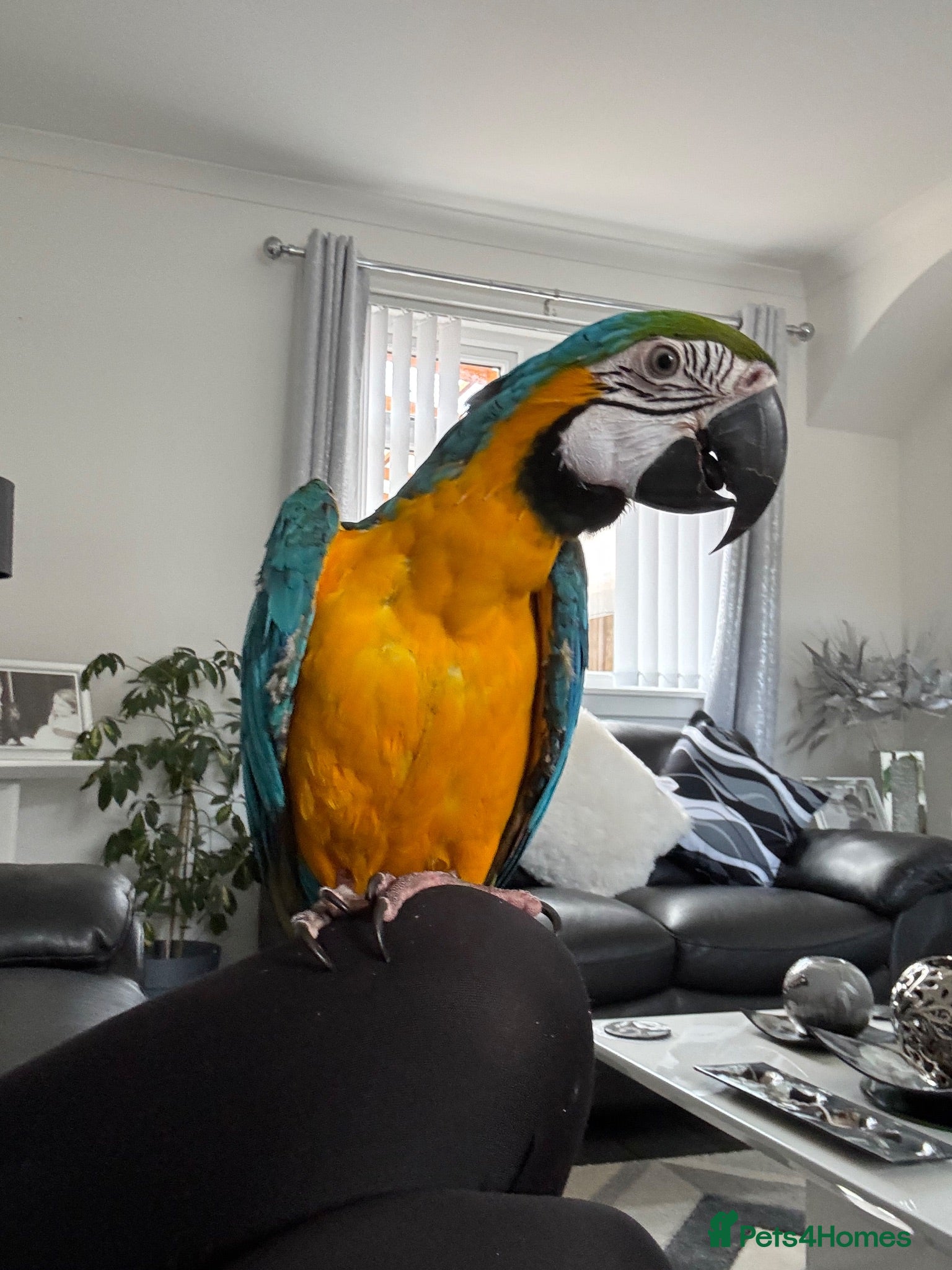Macaws birds Parrot - Advert 5