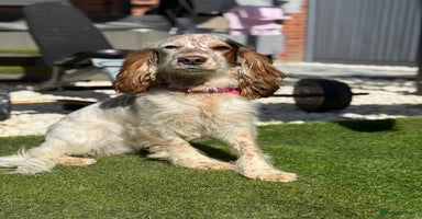 Cocker Spaniel dogs - Advert 14