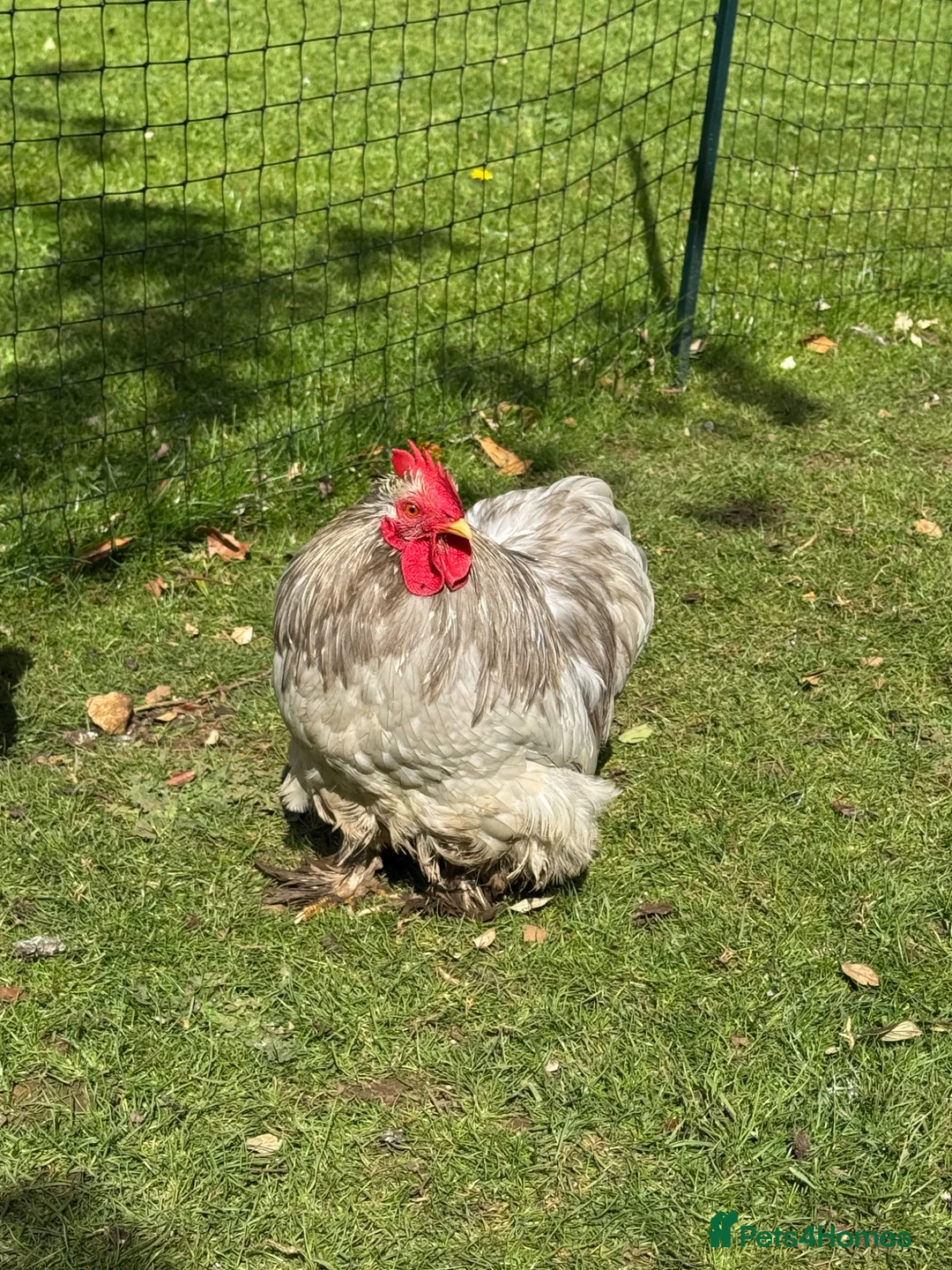 Chickens poultry for sale: Lavender Pekin bantam cockerel  in Gainsborough - Advert 1