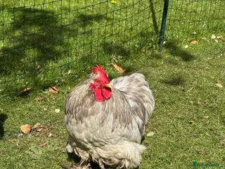 Chickens poultry Lavender Pekin bantam cockerel - Advert 1