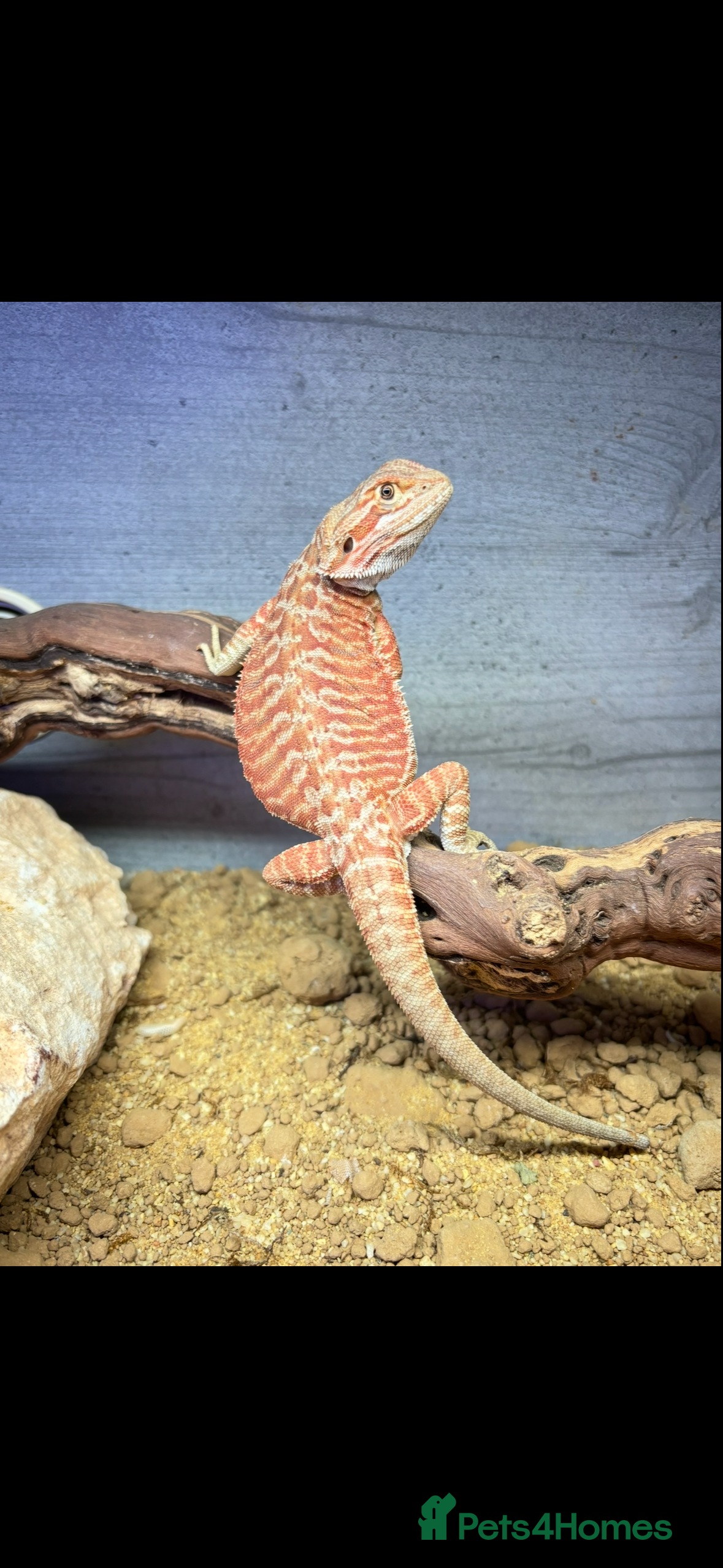 Bearded Dragon reptiles Bearded dragon  - Advert 5